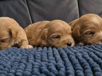 Maltipoo štenci, prelepe bebe