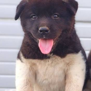 Američka Akita štenci