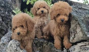 Pudle prelepi kučići