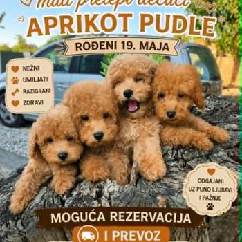 Pudle prelepi kučići