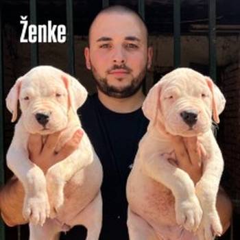 Dogo Argentino štenci