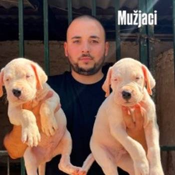 Dogo Argentino štenci