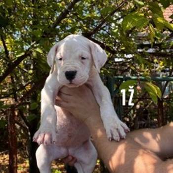 Dogo Argentino štenci