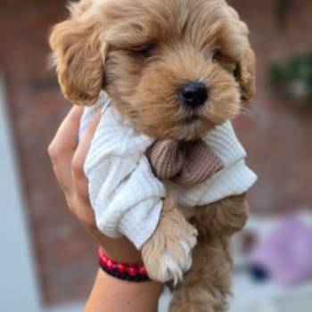Maltipoo bebe