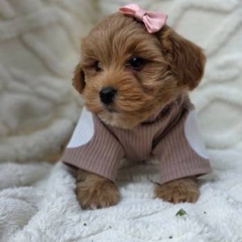 Maltipoo bebe