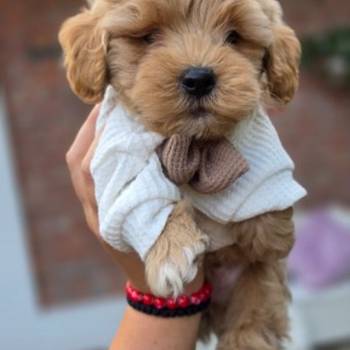 Maltipoo bebe