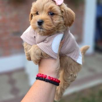 Maltipoo bebe