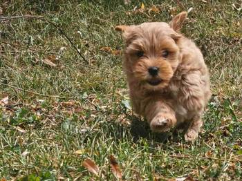 Maltipoo stenci spremni su za preuzimanje.