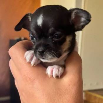 Čivava štene prelepa Civava Chihuahua apple head