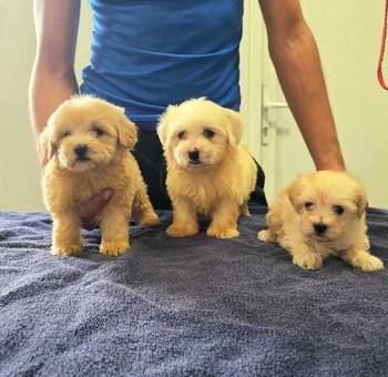 Prelepi Maltipoo štenci