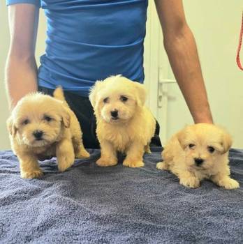 Prelepi Maltipoo štenci