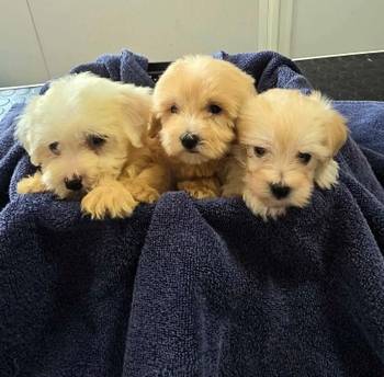 Prelepi Maltipoo štenci