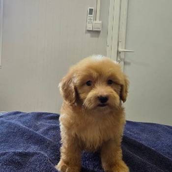 Prelepi Maltipoo štenci