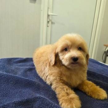 Prelepi Maltipoo štenci