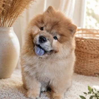 Predivan Chow Chow mužjak, star 3 meseca
