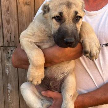 Kangal stenci
