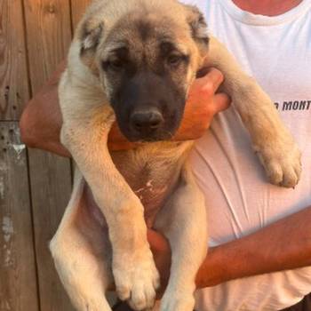 Kangal stenci
