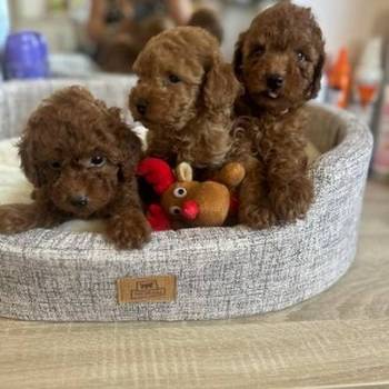 Francuske Toy i patuljaste pudle, prelepe bebe