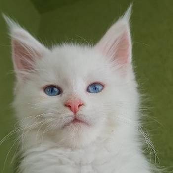 Maine Coon mačići
