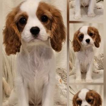 Vrhunski Cavalier King Charls Spaniel oba pola