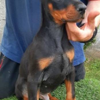 Doberman
