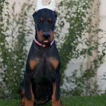 Doberman ženka