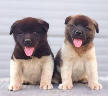 Američka Akita, novo leglo