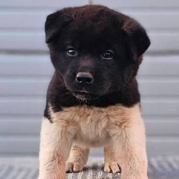 Američka Akita, novo leglo
