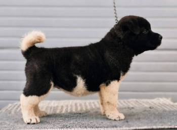 Američka Akita, novo leglo