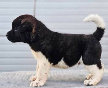 Američka Akita, novo leglo