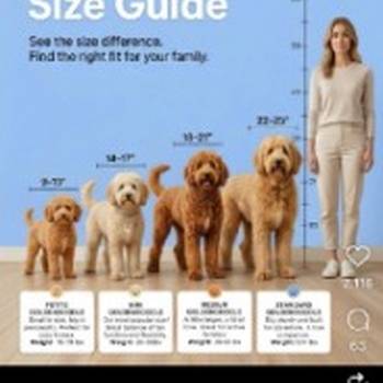 Goldendoodle štenci