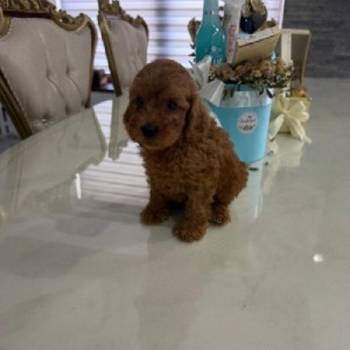 Goldendoodle štenci