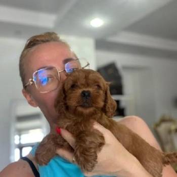 Goldendoodle štenci