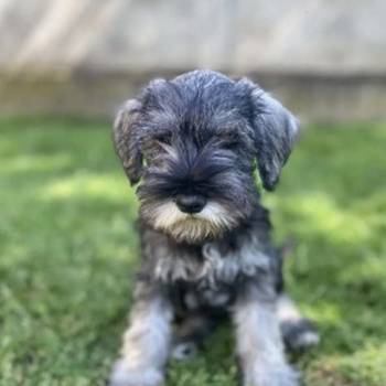 Patuljasti Šnaucer Miniature Schnauzer