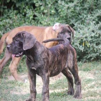 Cane Corso štenci