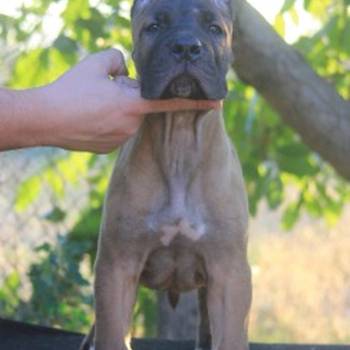 Cane Corso štenci
