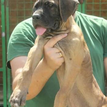 Cane Corso štenci