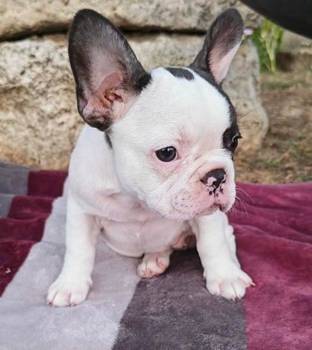 Merle francuski buldog štenci