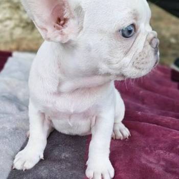 Merle francuski buldog štenci