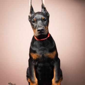 Doberman stenci