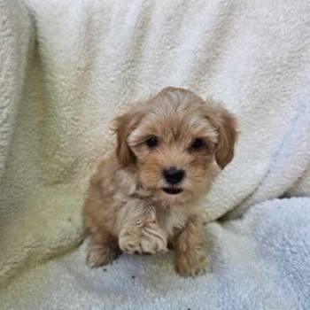 Maltipoo stenci spremni su za preuzimanje
