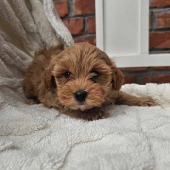 Maltipoo stenci spremni su za preuzimanje