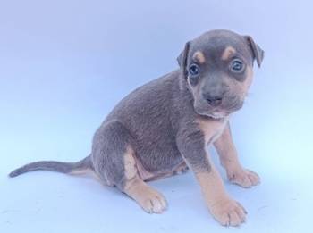 Pit bull štenci