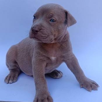 Pit bull štenci