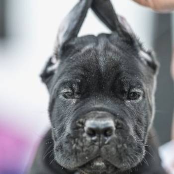 Cane Corso prelepi štenci