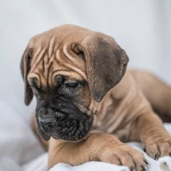 Cane Corso prelepi štenci