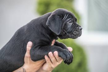 Cane Corso prelepi štenci