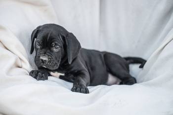 Cane Corso prelepi štenci
