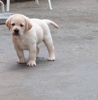 Labrador retriver