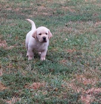 Labrador retriver